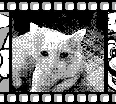 Grayscale image of a cat, taken with the Game Boy Camera.